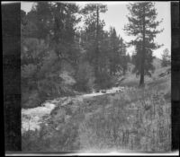 Owens River flowing through the wilderness, Mono County, 1914