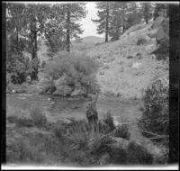 Al Schmitz fishing in the Owens River, Mono County, 1914