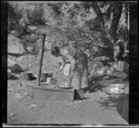 Mary A. West cooking pancakes in camp at Thompsons, Mono County, about 1915