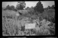 Homemade sign pointing the way to the West and Whitaker campsite at Rock Creek, Mammoth Lakes vicinity, 1940