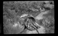 Basket with fish in it, Mammoth Lakes vicinity, 1940