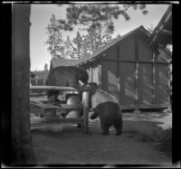 Two bears play near the trash cans between the cabins, Yellowstone National Park, 1942