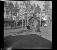 Two bears approach visitor cabins near Old Faithful, Yellowstone National Park, 1942
