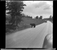 Bear crossing the road, Yellowstone National Park, 1942
