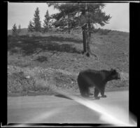 Bear standing in the road, Yellowstone National Park, 1942