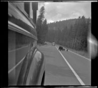 Bear and two cubs crossing the road, Yellowstone National Park, 1942