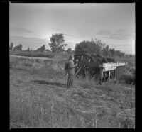 H. H. West stands in front of a waterwheel and holds a large dandelion, Caldwell, 1942