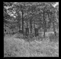 Butler Davidson Cemetery, Monmouth vicinity, 1942