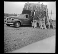H. H. West's Buick passes through a redwood stump, Crescent City, 1942
