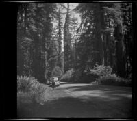 Mertie West stands in front of H. H. West's Buick, surrounded by redwoods, Humboldt County vicinity?, 1942