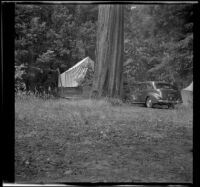 H. H. and Mertie West's campsite at Lane Redwood Flat, Leggett vicinity, 1942