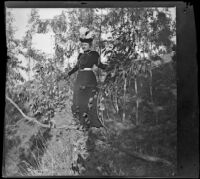 Louise Ambrose poses while balancing on a tree branch in Elysian Park, Los Angeles, 1898
