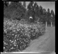 Ellen Lorene (Pinkie) Lemberger stands among flowers in Elysian Park, Los Angeles, 1901