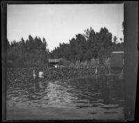 Horse-drawn carriage crosses the lake at Lincoln (Eastlake) Park, Los Angeles, about 1900