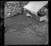 Seal in a pool at MacArthur (Westlake) Park, Los Angeles, about 1898
