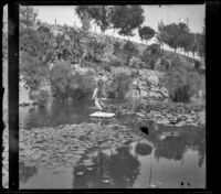 Pelican perched on a rock in MacArthur (Westlake) Park, Los Angeles, about 1898