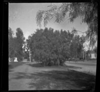 Leaves of a pepper tree with other trees in the background, Los Angeles, 1897