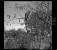 Parrot perched in a tree in the backyard of the West's home, Los Angeles, 1898