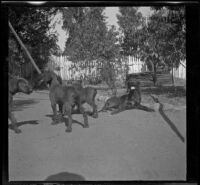 Dogs in the backyard of the West's house, Los Angeles, about 1899