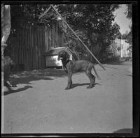 Puppies in the backyard of the West's house, Los Angeles, about 1899