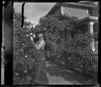 Ellen Lorene (Pinkie) Lemberger picks a rose from a bush, Los Angeles, 1901