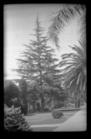 Fir tree in front of the West's former home at 165 South Harvard Boulevard, Los Angeles, 1939