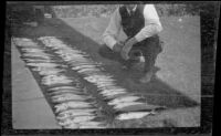 Frank Lemberger kneels next to two rows of mackerel, Los Angeles, about 1918