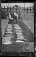 Frank Lemberger kneels next to two rows of mackerel, Los Angeles, about 1918