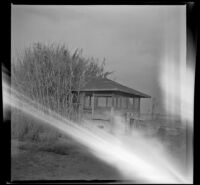 Old Sunset Gun Club screen house, overgrown with weeds, Seal Beach vicinity, 1942