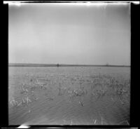 Cazadores Gun Club ponds, looking east from the westernmost dike, [Orange County], 1943