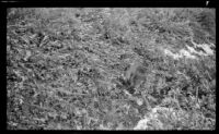Porcupine wandering through the grass, Denali National Park and Preserve, 1946