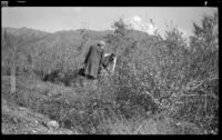 Mertie West watches a man picking wild cranberries, Denali National Park and Preserve vicinity, 1946