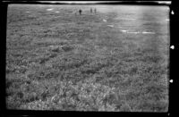 Vegetation covering the ground in the park, Denali National Park and Preserve, 1946