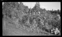 Oliver's berry patch, Anchorage, 1946