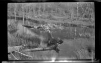 Beaver dam built in a pond, Banff National Park, 1947