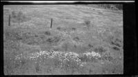 Daisies growing in a meadow, viewed en route to Vancouver, British Columbia vicinity, 1947