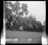 Oaks covered in Spanish moss stand in a park, New Orleans, 1947