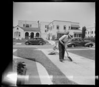 Mr. Robinson after the weeds in the driveway, Los Angeles, 1948