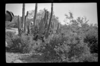 "Old man" cactus seen in a desert landscape on a trip to Mexico with Fred Hawley and Forrest Whitaker, 1948