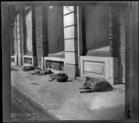 View of five dogs lying down on the sidewalk of a commercial street, Bursa (possibly), Turkey, 1895