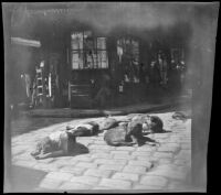 View of seven dogs sleeping on a commercial street, Bursa (perhaps), Turkey, 1895