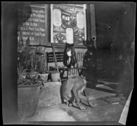 View of a cat and a dog in front of the Henry Gaze & Sons Universal Travel Office, Turkey, 1895