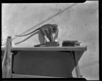 Monkey stealing food from a lunch basket, Canoga Park, 1936