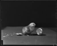 A chick hatching, Los Angeles, 1937