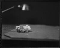A chick hatching, Los Angeles, 1937