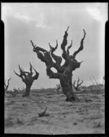 Bare trees at the Italian Vineyard Company, Guasti, 1936