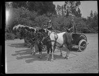 Harold and Richard Smith of the Y.M.C.A. Pioneer clubs prepare for a chariot race, San Dimas, 1936