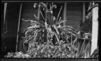 Epiphyllum cactus in front of a house, Los Angeles, 1936