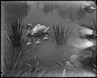 Swans in Reseda Park, 1937