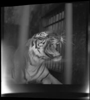 Beauty the tiger at the California Zoological Gardens, Los Angeles, 1936